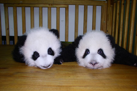 投身社会公益活动,德赢vwin8868官网连续四次获得光明公益奖